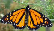 Monarch Butterfly rests in the sunshine after emerging from chrysalis